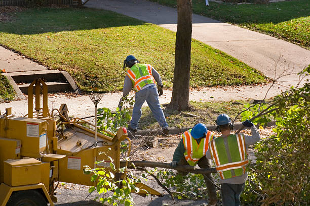 How Our Tree Care Process Works  in Horseshoe Bend, AR